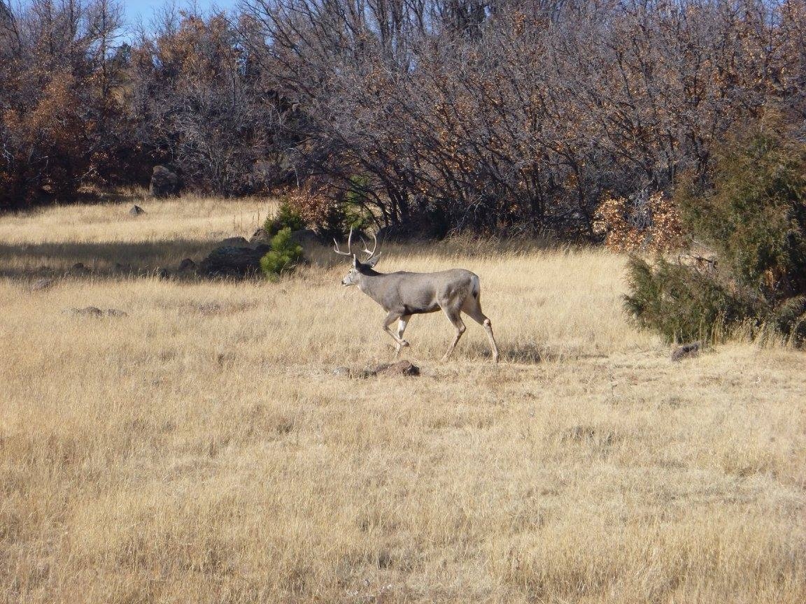 Mule Deer Mule Deer